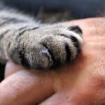 Why do cats generally dislike having their paws touched?