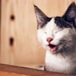 Why do cats sometimes open their mouths when they smell something?