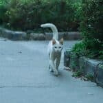 Why do cats wag their tails