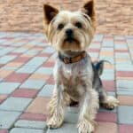 Yorkshire Terrier: dog breed appearance, character, training, care, health
