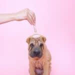 3-massages-that-your-dogs-will-love-