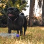 5 Fun Dog toys from plastic bottles