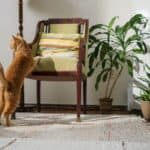 5 tricks so that the cat does not scratch the furniture
