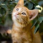 6 mysteries of cat whiskers you need to know