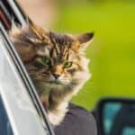 6 steps to travel with cats without stress