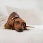 7 tricks against stomach twisting in dogs