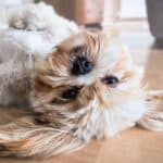 7 tricks to care for your dog's hair at home