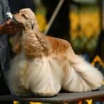 American Cocker Spaniel: dog breed appearance, character, training, care, health