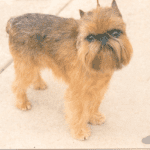 Belgian Griffon: dog breed appearance, character, training, care, health
