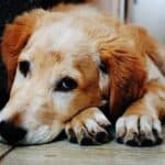 Brain tumor in dogs: causes, symptoms, diagnosis, treatment