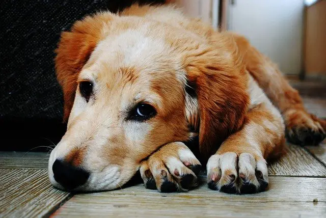 Brain-tumor-in-dogs-causes-symptoms-diagnosis-treatment