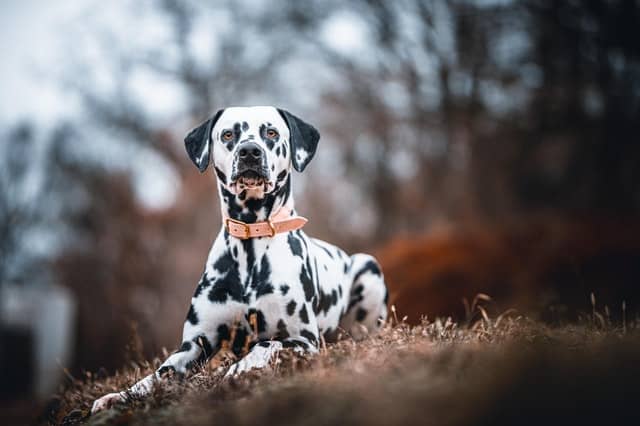 Breeds-compatible-with-Dalmatians