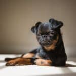 Brussels Griffon: dog breed appearance, character, training, care, health