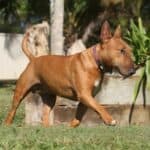 Bull Terrier: dog breed appearance, character, training, care, health