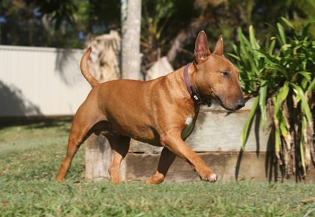 Bull-Terrier-dog-breed-appearance-character-training-care-health