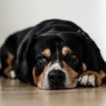 Can-dogs-be-shy-reasons-tips