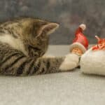 Christmas gifts ideas for cats