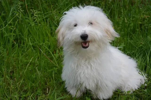 Coton-de-Tulear-dog-breed-appearance-character-training-care-health