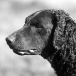 Curly Coated Retriever: dog breed appearance, character, training, care, health