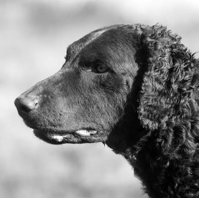 Curly-Coated-Retriever-dog-breed-appearance-character-training-care-health