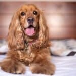Dog breeds compatible with the English Cocker Spaniel