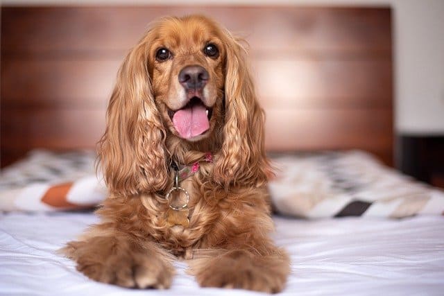 Dog-breeds-compatible-with-the-English-Cocker-Spaniel
