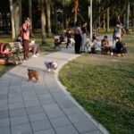 Dog parks: six mistakes to avoid
