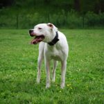 Dogo Argentino: dog breed appearance, character, training, care, health