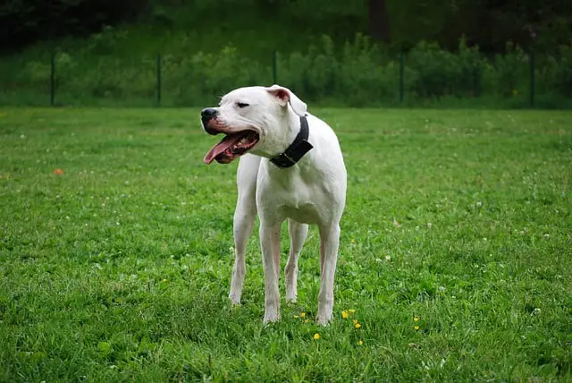 Dogo-Argentino-dog-breed-appearance-character-training-care-health