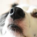 Dogs-know-the-time-by-their-nose