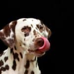 Dogs with compulsive licking: a consequence of anxiety and boredom