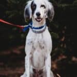English setter: dog breed appearance, character, training, care, health