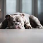 Five Dog Sleep Mysteries You Should Know About