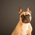 French Bulldog: dog breed appearance, character, training, care, health