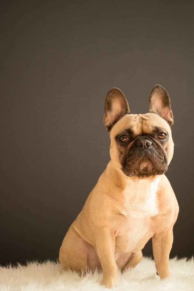 French-Bulldog-dog-breed-appearance-character-training-care-health
