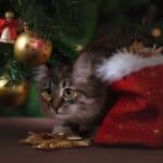 Games to play with the cat this Christmas
