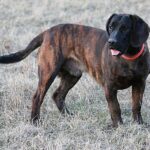 Hanover Hound: dog breed appearance, character, training, care, health