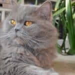 Highlander Cat Care: brushing, bathing, grooming tips