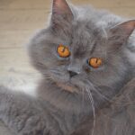 Highlander cat health: common diseases of this breed