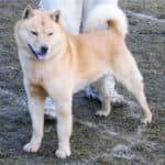 Hokkaido inu: dog breed appearance, character, training, care, health