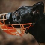 How to accustom your dog to the muzzle?