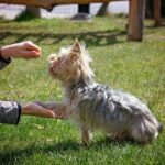 How to train a dog not to bite?