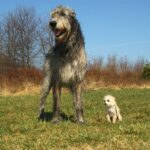 Irish Greyhound: dog breed appearance, character, training, care, health