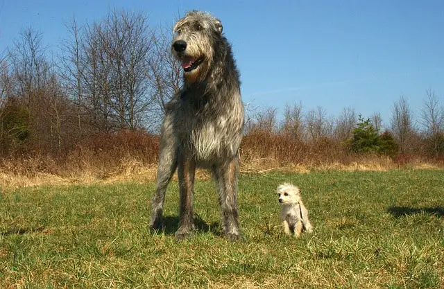 Irish-Greyhound-dog-breed-appearance-character-training-care-health