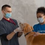 Is-your-dog-afraid-of-the-vet-Seven-ways-you-can-to-help