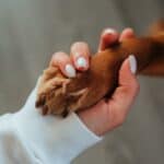 Is your dog left-handed or right-handed?