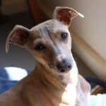Italian Hound: dog breed appearance, character, training, care, health