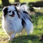 Japanese Chin: dog breed appearance, character, training, care, health