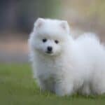 Japanese Spitz: dog breed appearance, character, training, care, health