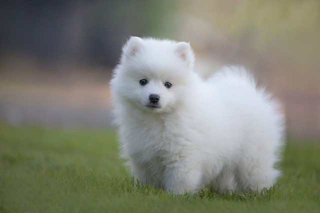 Japanese-Spitz-dog-breed-appearance-character-training-care-health